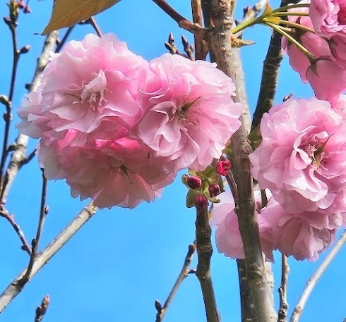 Donde la Muerte Florece