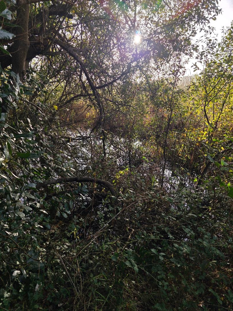 La Teofanía del Silencio: Dios en la Brisa Suave y la Belleza Innegable
